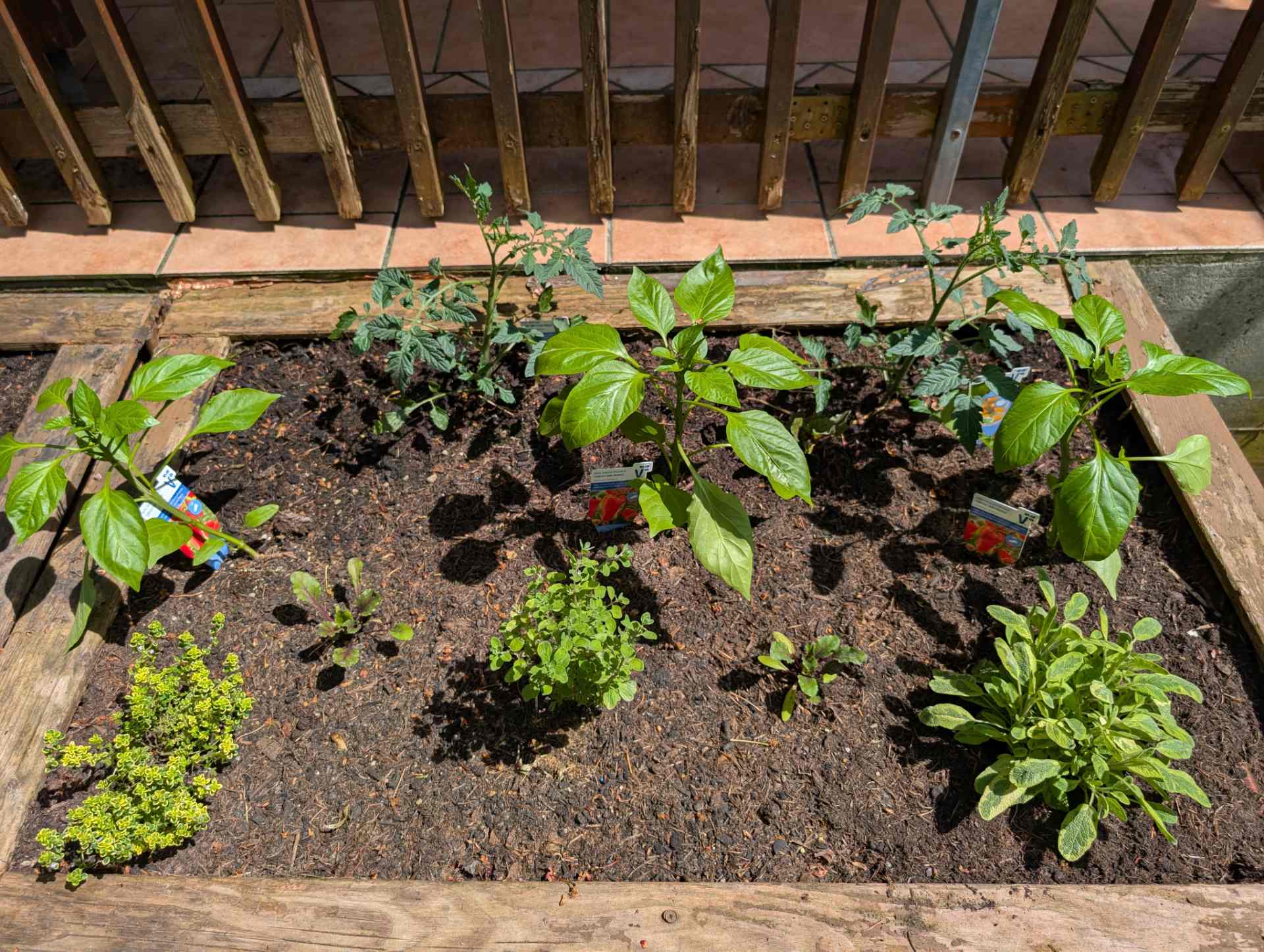 Unser bepflanztes Hochbeet im Garten, in dem die Kinder spielerisch das Wachsen von Tomaten, Paprika und frischen Kräutern beobachten können.