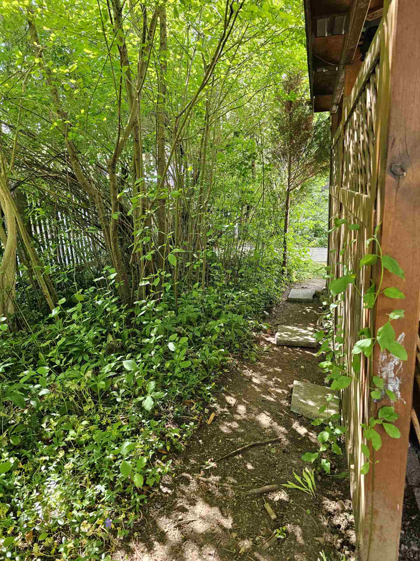 Ein kleiner, schattiger Abenteuerpfad mit steinernen Trittsteinen, der durch die grünen Büsche und Bäume in unserem Kita-Garten führt.